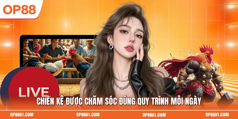Chiến kê được chăm sóc đúng quy trình mỗi ngày
