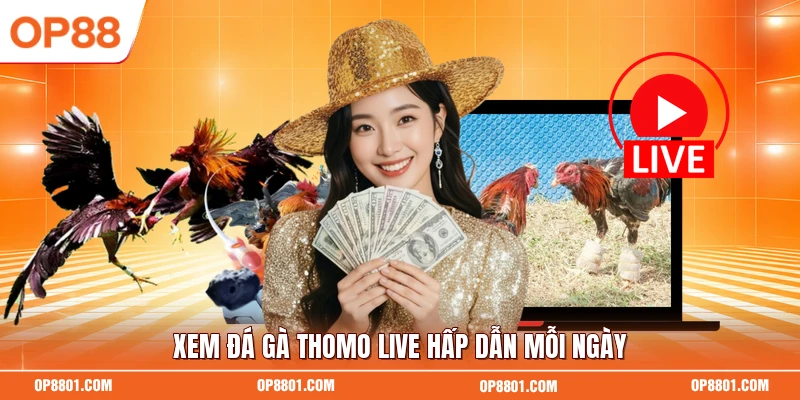 Xem đá gà thomo live hấp dẫn mỗi ngày